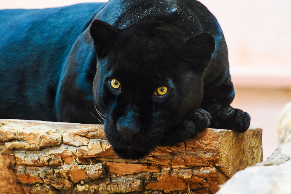 Ето кое животно е ваш покровител според рождената ви дата (СНИМКИ)