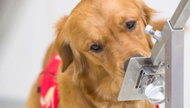 Могат ли кучетата да надушват коронавируса?