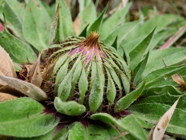  Лековита билка пази от злото 