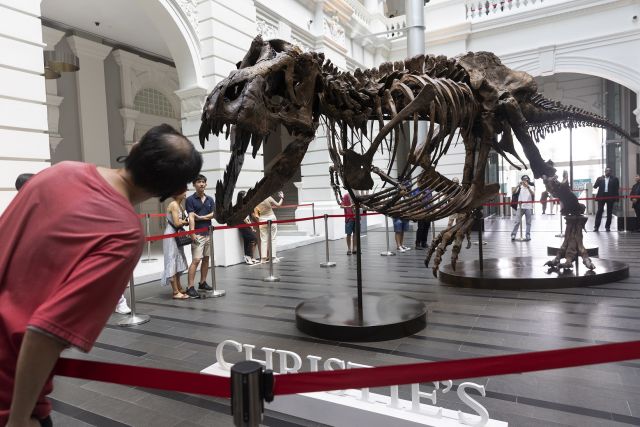 Спряха продажбата на скелет на тиранозавър в Хонконг (СНИМКИ) - 4