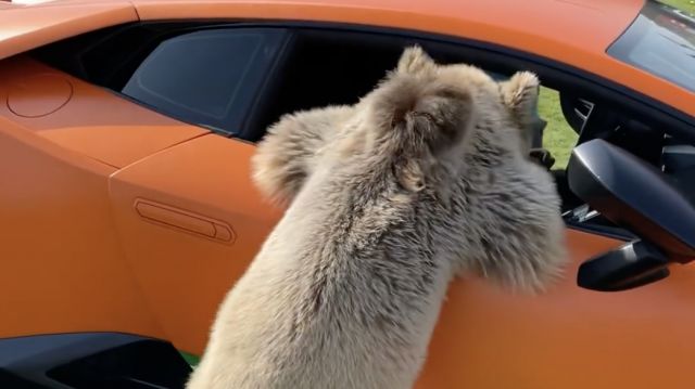Мечка отскубна вратата на Lamborghini, а собственикът му избухна в смях (ВИДЕО)