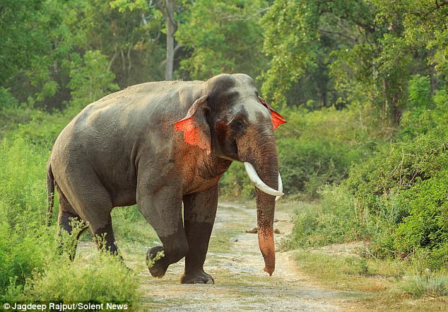 Слон с червени уши бе сниман в Индия (ВИДЕО)