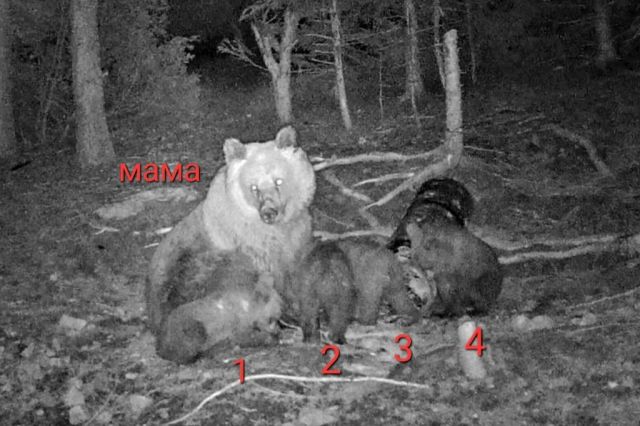 Природен феномен: Кафява мечка роди четири мечета в Родопите (СНИМКА)