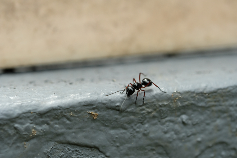Изумително ВИДЕО, в което мравки носят огромна змия, счупи рекорд по гледания