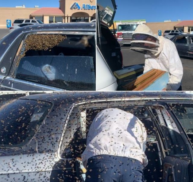  Десетки хиляди пчели превзеха кола за минути 