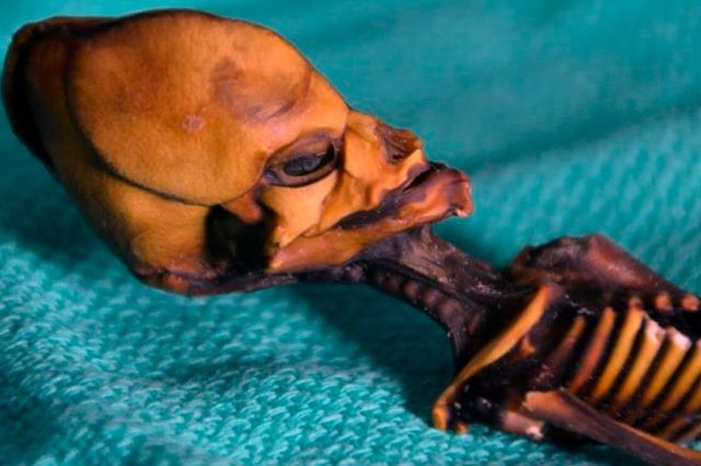 Биолози разбулиха страшната тайна на извънземната мумия от Атакама