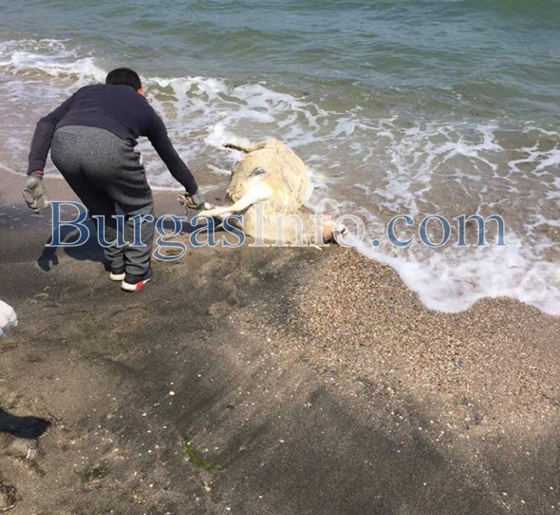 Морето изхвърли мъртъв овен на плажа в Бургас