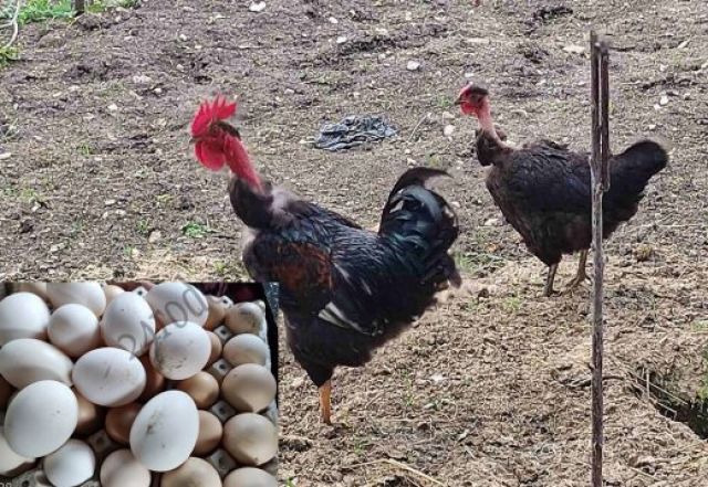  Родопчанин си донесе специфични яйца от Израел, от които се излюпиха... 