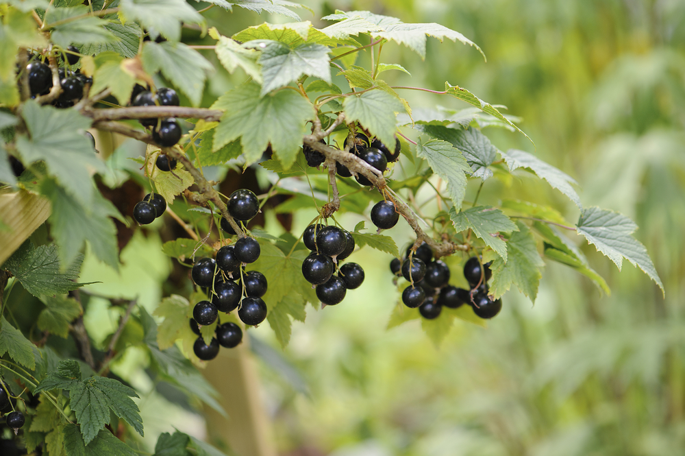 Безценните свойства на френското грозде (СНИМКИ)