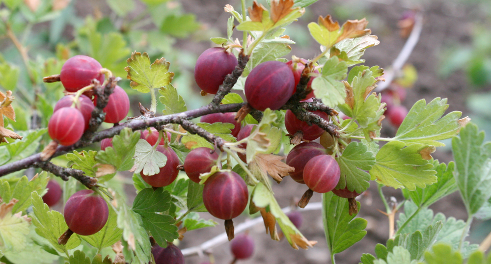 Безценните свойства на френското грозде (СНИМКИ)