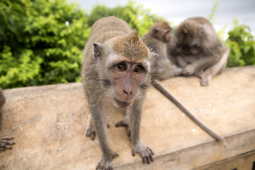 Родиха се първите прасенца химери с ДНК от маймуна (ВИДЕО)