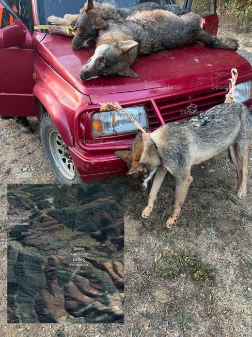 Отстреляха три звяра в кирковско село