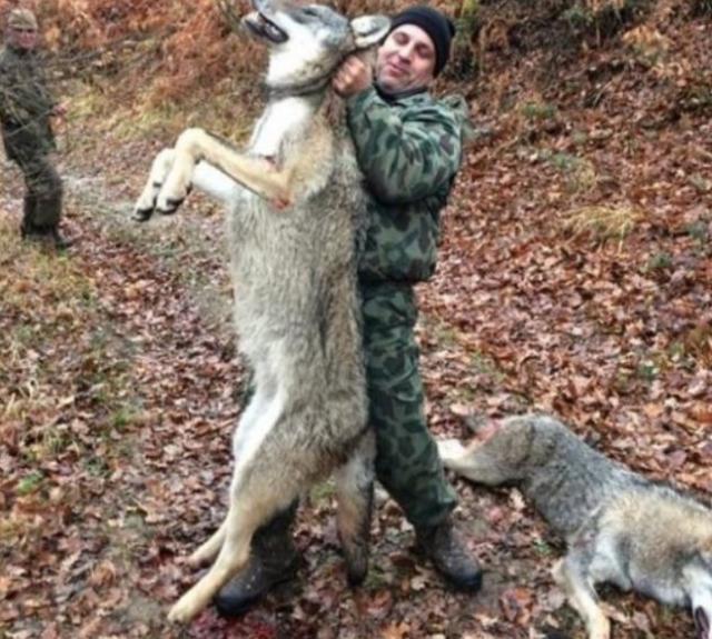 Мрежата завря заради ловец, застрелял огромен вълк и вълчицата му СНИМКА 18+