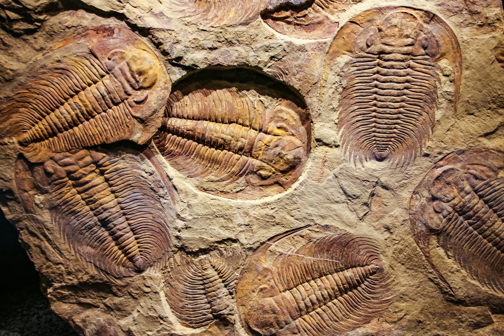 11-годишно момиче откри изумителна находка на 475 млн. години (СНИМКИ)