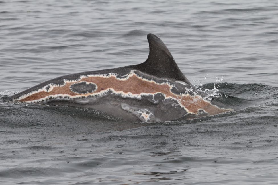 Вижте как се възстановява делфин, получил слънчево изгаряние (СНИМКИ)