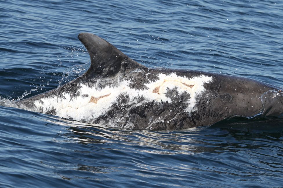 Вижте как се възстановява делфин, получил слънчево изгаряние (СНИМКИ)