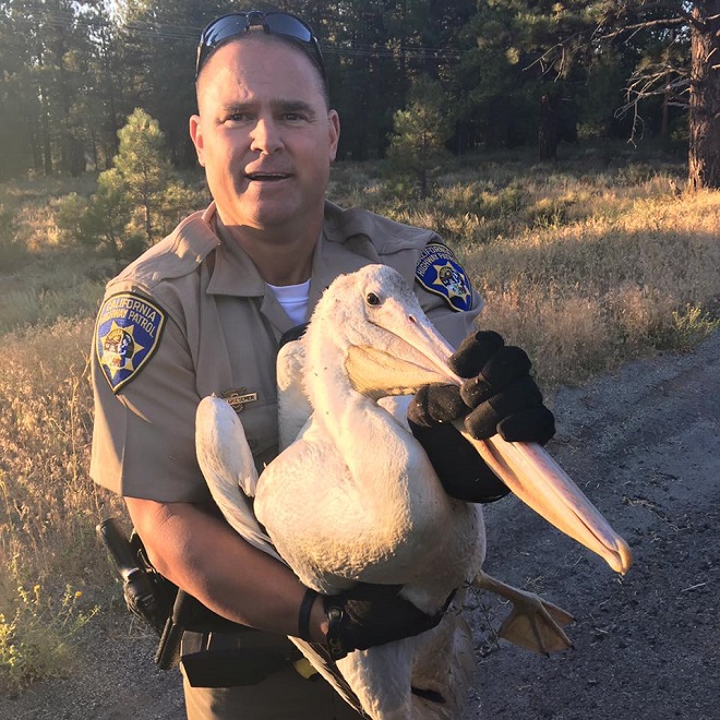 Арестуваха пеликан в САЩ