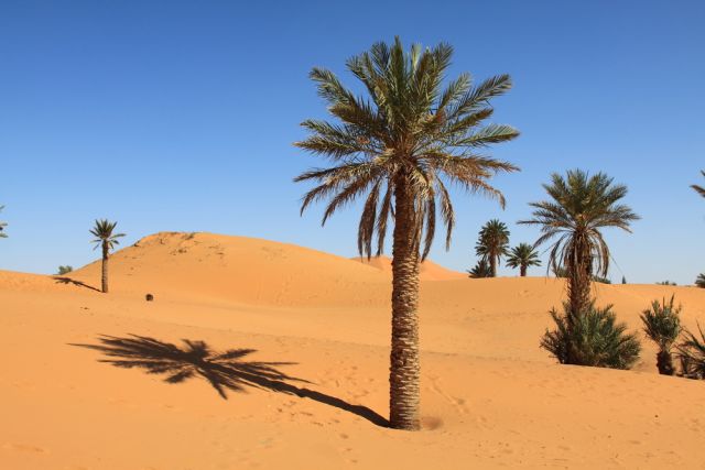 Кой живее в пустинята Сахара?