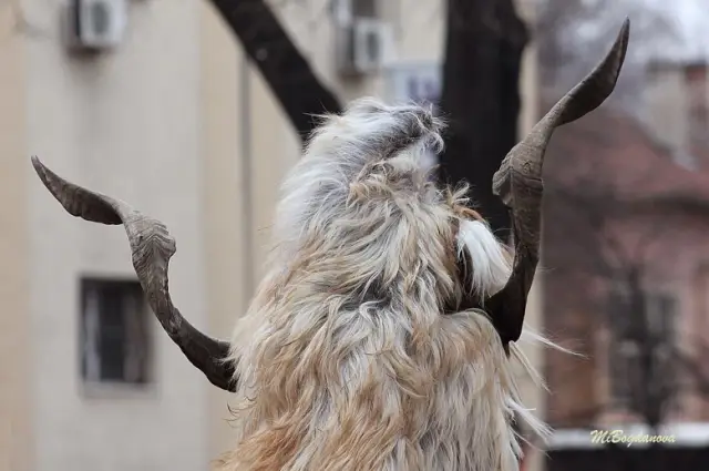 Над 13 000 участници в тазгодишното издание на „Сурва 2026“ (ВИДЕО+СНИМКИ)