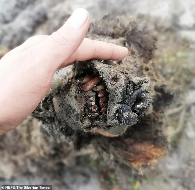  Откриха чудесно непокътнат мъртвец на мечка от Ледената ера (СНИМКИ) 