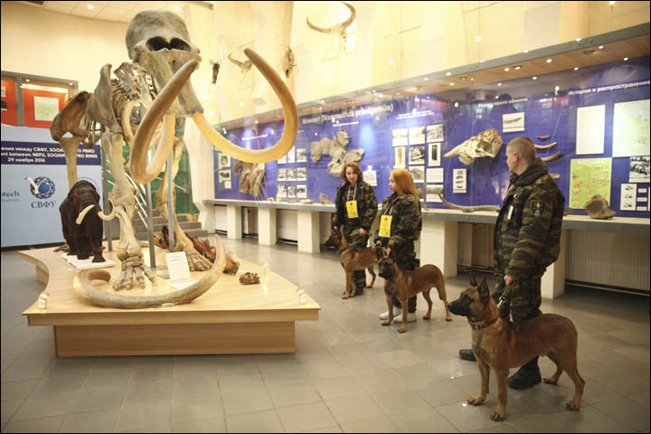Клонирани кучета пристигнаха в Якутия. Следва вълнестият мамут?
