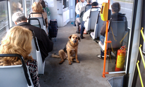 Съвестен гражданин: Куче със собствена карта за автобус (СНИМКА)
