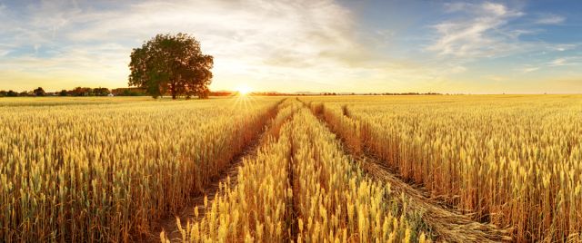 Световните цени на пшеницата падат драстично