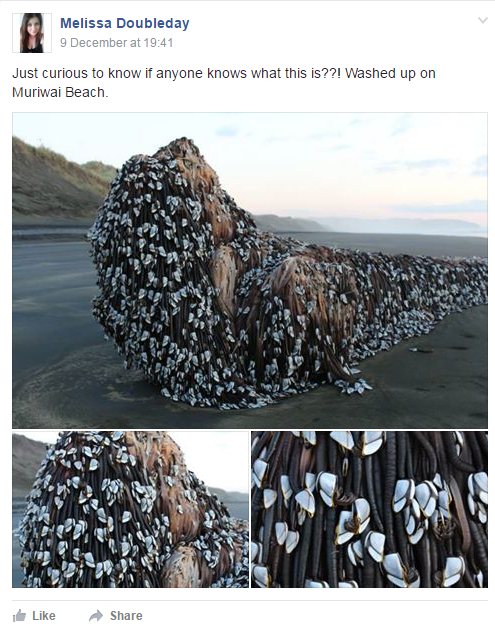 Мистериозно чудовище бе изхвърлено на плаж в Нова Зеландия