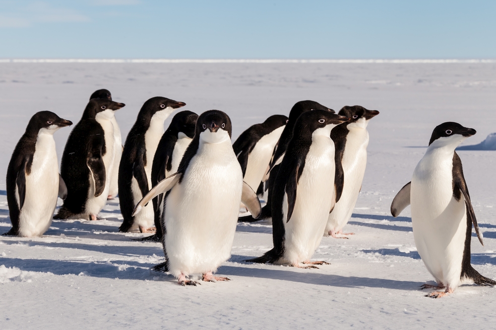 Пингвините, за които дори не подозирате, че съществуват