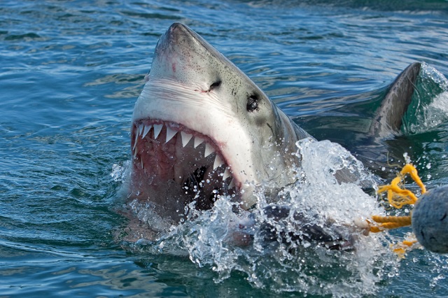 Те хвърлят в ужас дори страховитите бели акули (ВИДЕО)