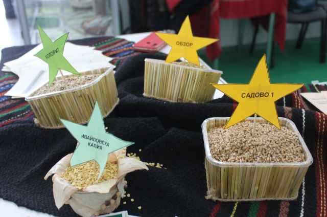 Откриха мега изложение в Пловдив (ВИДЕО+СНИМКИ)