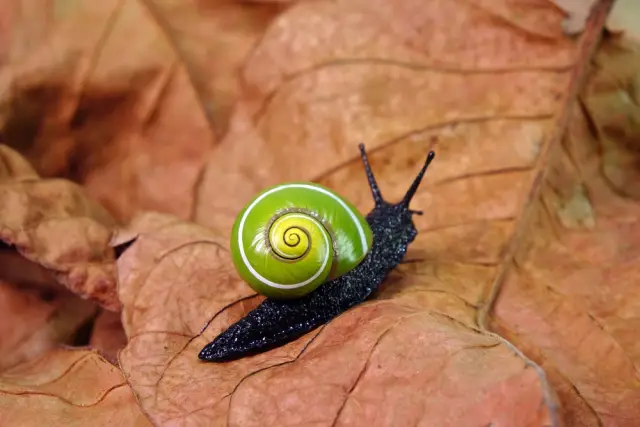 Човешка активност убива най-красивите и редки охлюви на света (ВИДЕО+СНИМКИ)