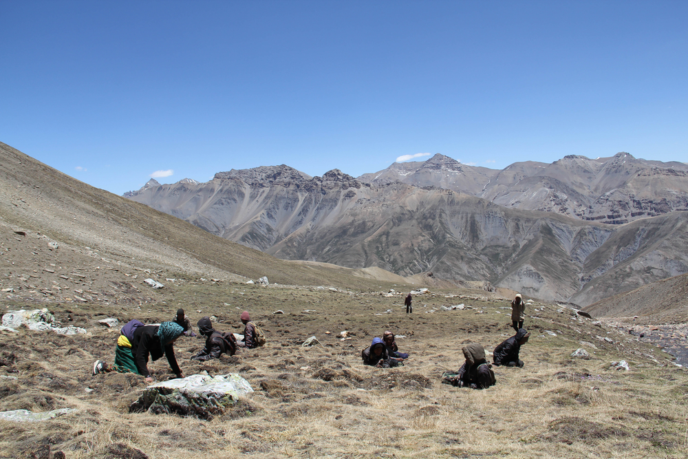 Климатичните промени удрят и виаграта на Хималаите (СНИМКИ + ВИДЕО)