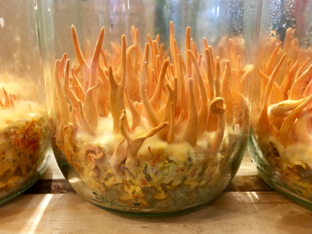 Климатичните промени удрят и виаграта на Хималаите (СНИМКИ + ВИДЕО)