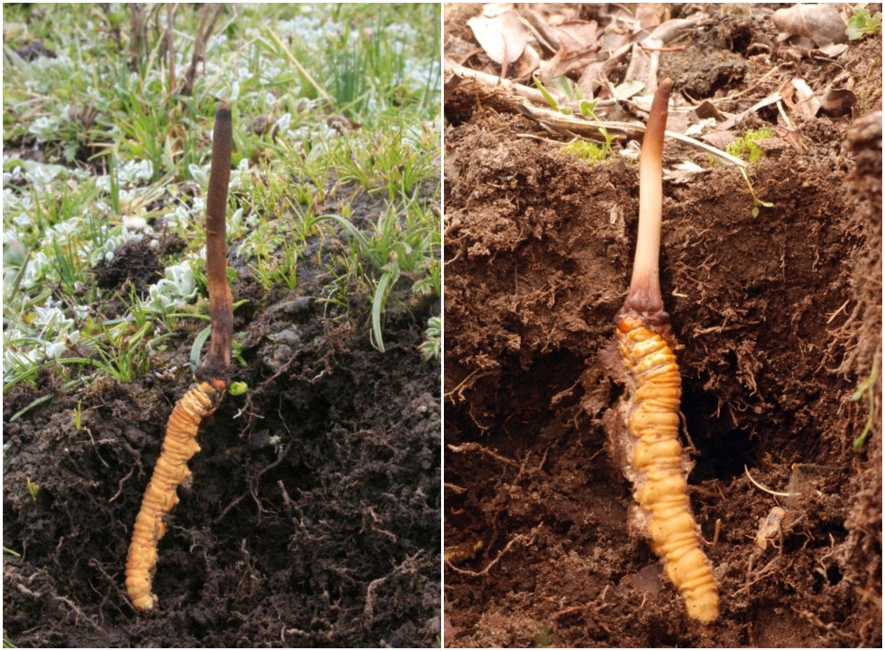 Климатичните промени удрят и виаграта на Хималаите (СНИМКИ + ВИДЕО)