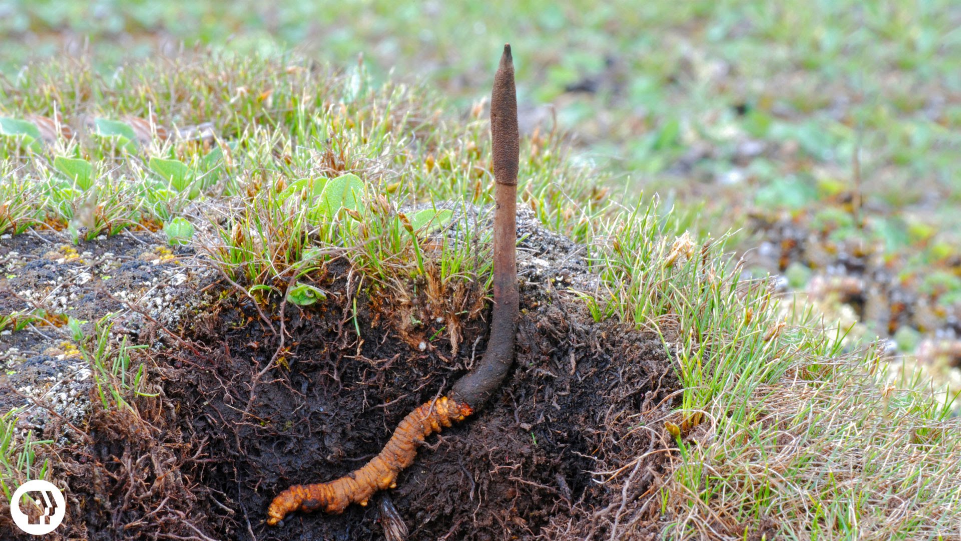 Климатичните промени удрят и виаграта на Хималаите (СНИМКИ + ВИДЕО)