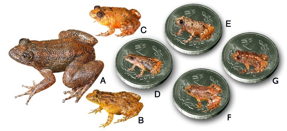 Запознайте се с жабите, които могат да се поберат върху нокътя ви