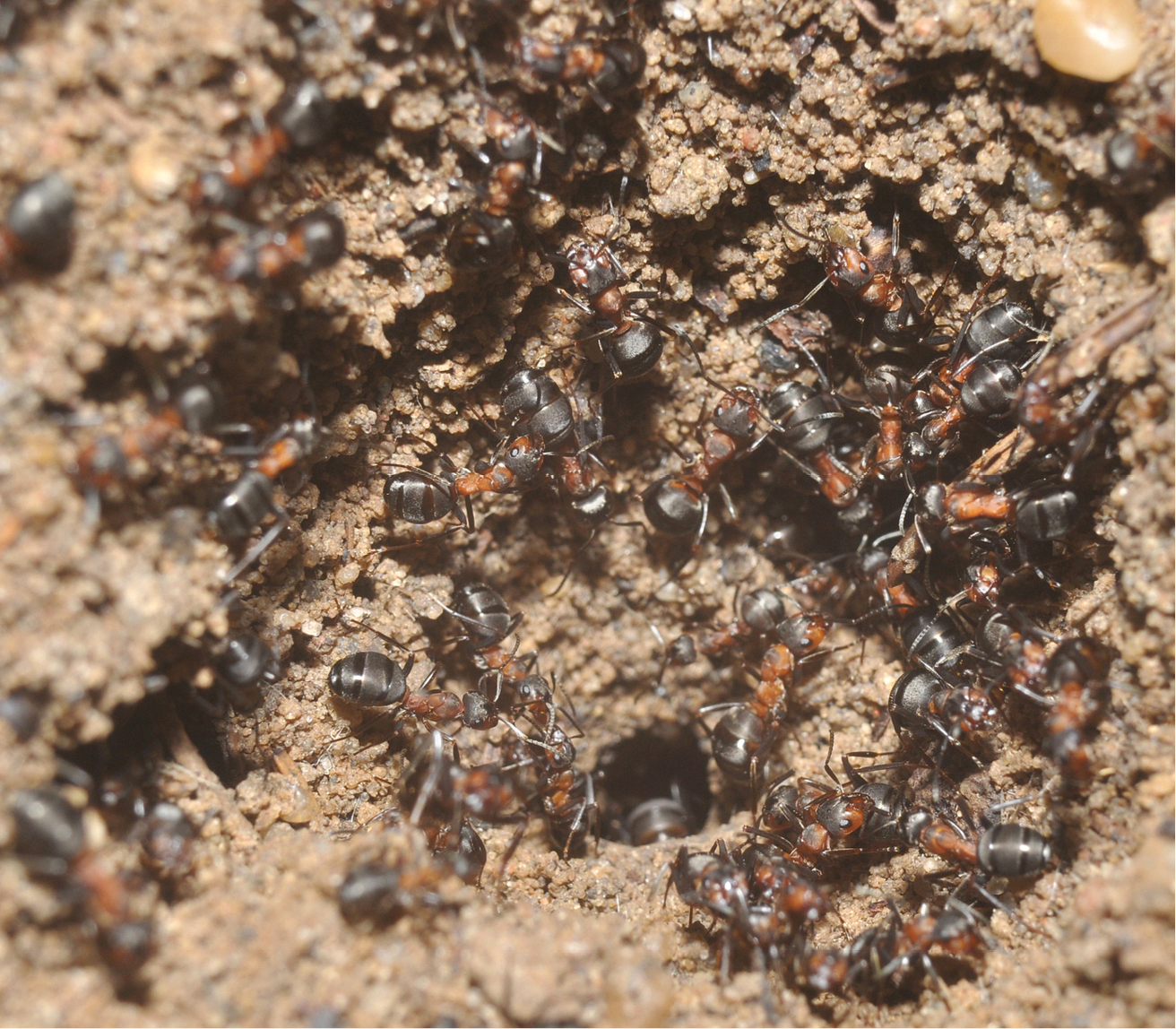 Мравки-канибали обитават изоставен ядрен бункер (СНИМКИ+ВИДЕО)
