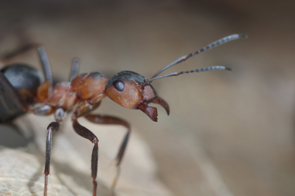 Мравки-канибали обитават изоставен ядрен бункер (СНИМКИ+ВИДЕО)