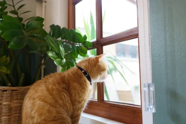 7 знака, че котката ви се чувства самотна