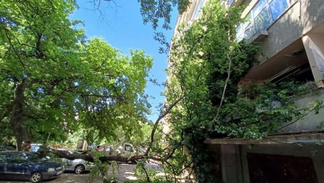 Високо дърво падна и смаза кола в Стара Загора (СНИМКИ)