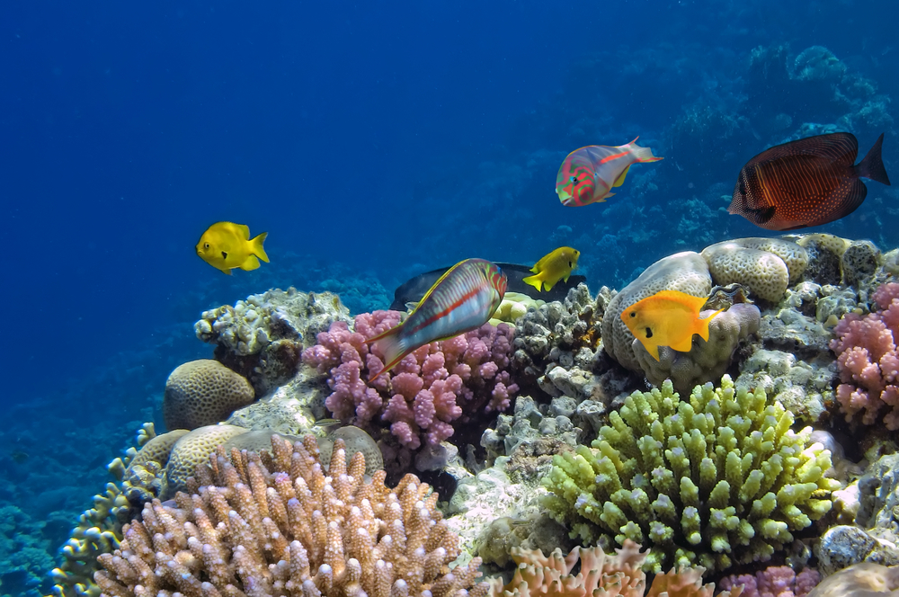 Генномодифицирани суперводорасли ще спасят кораловите рифове