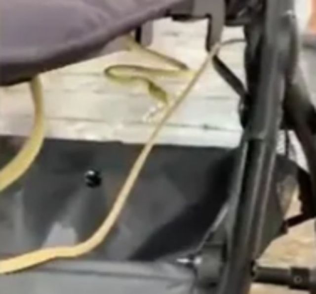 Дълга змия се уви около бебешка количка (СНИМКА)