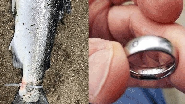 Рибар улови пъстърва и откри нещо шокиращо, закачено за нея (СНИМКИ)