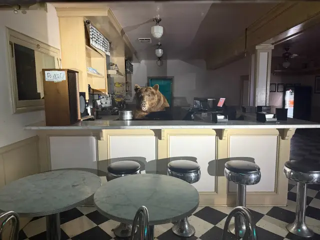 Мечка нахлу в магазин, за да хапне сладолед (СНИМКИ)