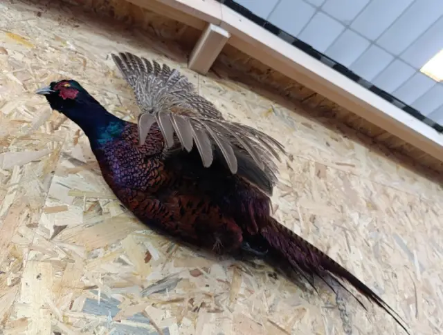 Ловният туризъм носи на България 12 милиона лв. годишно (ВИДЕО+СНИМКИ)