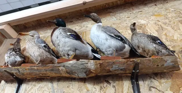 Ловният туризъм носи на България 12 милиона лв. годишно (ВИДЕО+СНИМКИ)