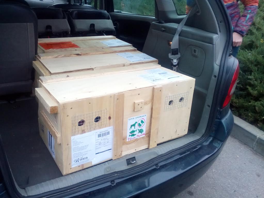 Предотвратен е опит за незаконна търговия със защитени папагали от вида Жако