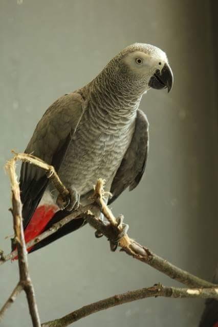 Предотвратен е опит за незаконна търговия със защитени папагали от вида Жако