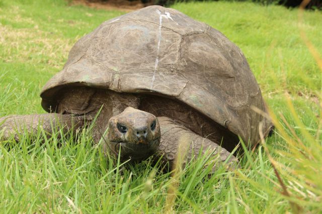 190-годишният Джонатан е най-старата костенурка (ВИДЕО)